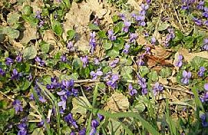 Wandale pokazali, co potrafią