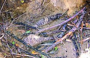 Tym razem na Wałuszewskiej