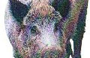 Dzika złapać nie sposób, a uśpić się nie opłaca