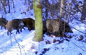 Dzików wciąż pełno