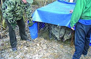 Dzika złapać można zawsze