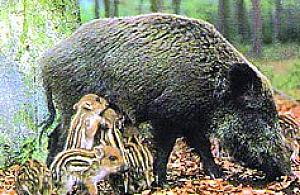 A gdyby tak... na dziki?