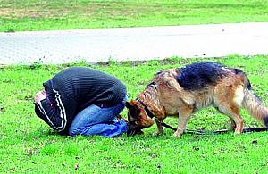 Bezpańskie psy nad Wisłą