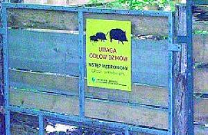 Dziki ruszyły do odłowni?