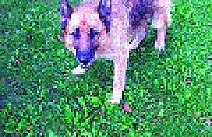 Bezpańskie psy rozszarpały króliki