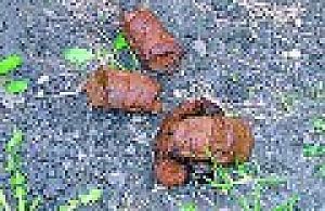 Odkurzanie Tarchomina