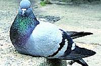 Gruchaj�cy problem