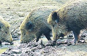 Nie dokarmiajmy dzików!