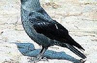 Rozdziobią nas kawki, wrony...