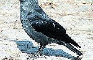 Rozdziobią nas kawki, wrony...