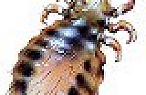 Wesz weszła do szkoły...