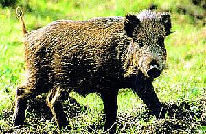 Dziki z Winnicy bezkarne