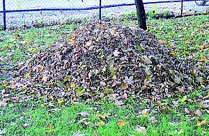 Miasto za nas posprząta...