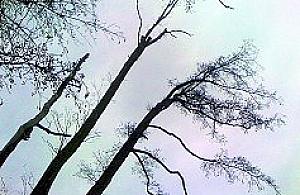 Kikuty drzew zagrażają na Odkrytej