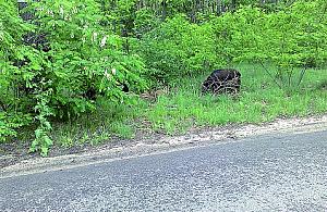 Dziki znów atakują