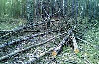 Wyci�li i zostawili?