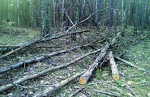 Wycięli i zostawili?