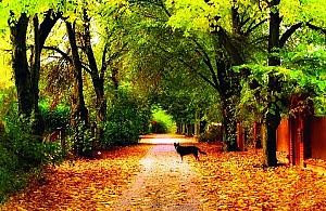 Łominaki: fotografuj i wysyłaj