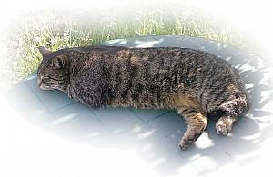 Azyle zamiast schroniska