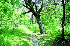 Z czym kojarzą się Bielany?