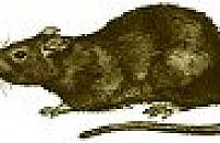 Szczury szaleją na Wawrzyszewie