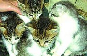 Dzielnica dba o koty