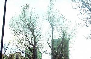 Pielęgnacja czy amputacja?