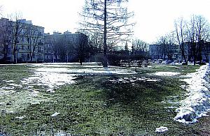 Zniszczono zieleń na Staffa