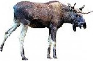 Łoś wpadł pod mercedesa