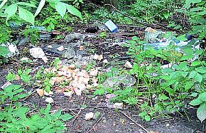 Śmieci na bielańskim szlaku