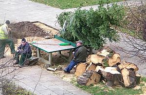 Kto ściął to drzewo?