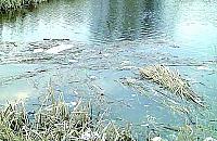 Stawy niczym ścieki