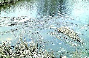 Stawy niczym ścieki