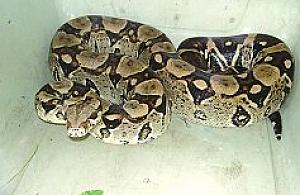 Pyton między grzybami