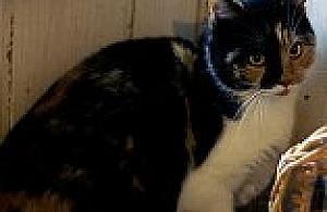 Na ratunek zwierzętom