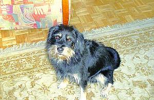 Poszukiwane zwierzaki