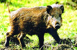 Dzikie zwierzęta na ulicach