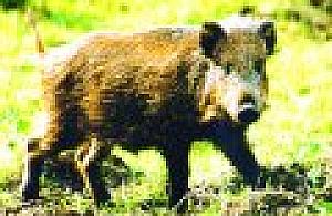 Dzik jest dziki, dzik jest zły