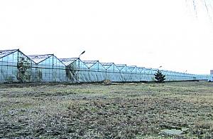 Bez wypłaty w Wieliszewie