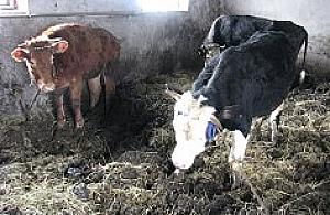 Prawie zagłodził krowy