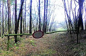 Przebijają się przez wydmę