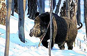 Karmią dziki w lesie