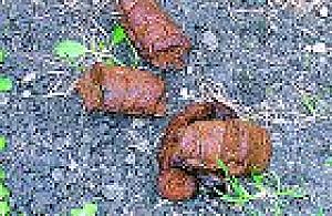 Porażka miejskiej akcji