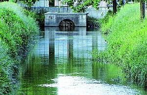 Dokarmiają kaczki i... szczury