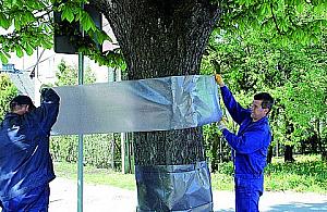 Opaską na szrotówka