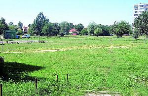 Dziki zamiast piłkarzy