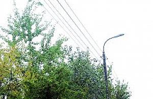 Obcięli mi drzewa i odjechali