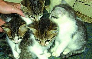 Zapalne kocie okienko