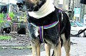 Straż dla Zwierząt na Woli