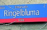Sitnika i Ringelbluma poczekaj�